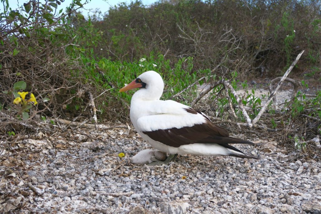 A-Nasca-booby-in-Galapagos4-1024x683